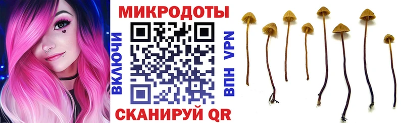 Галлюциногенные грибы Psilocybe  Судогда 